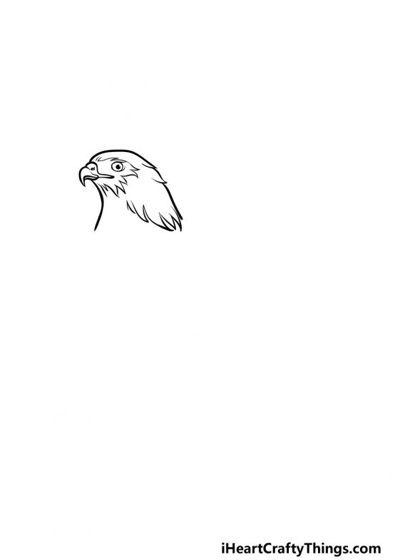 Hawk Drawing - How To Draw A Hawk Step By Step