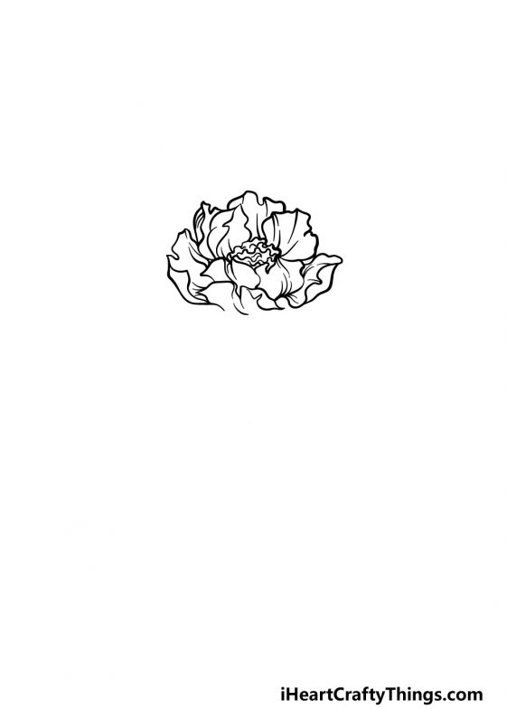 Peony Drawing - How To Draw A Peony Step By Step