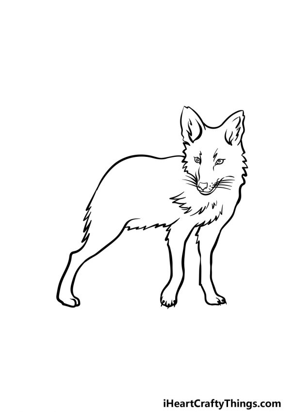 Coyote Drawing - How To Draw A Coyote Step By Step