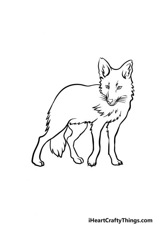 Coyote Drawing - How To Draw A Coyote Step By Step