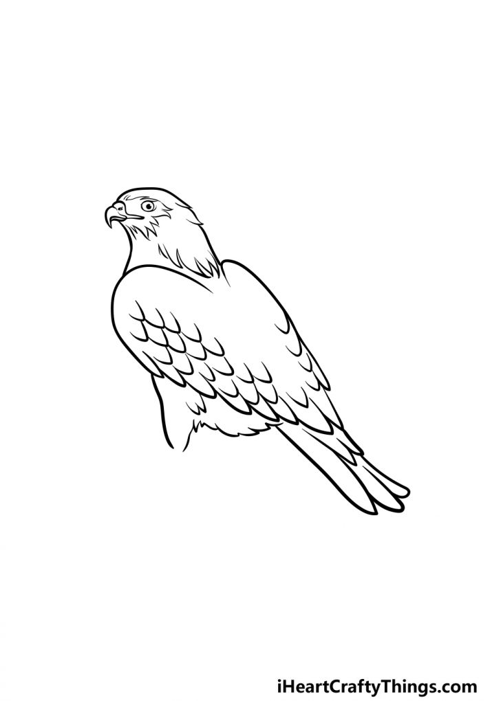 Hawk Drawing - How To Draw A Hawk Step By Step