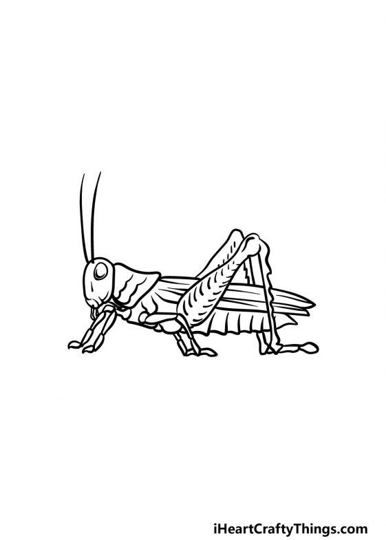 Grasshopper Drawing - How To Draw A Grasshopper Step By Step