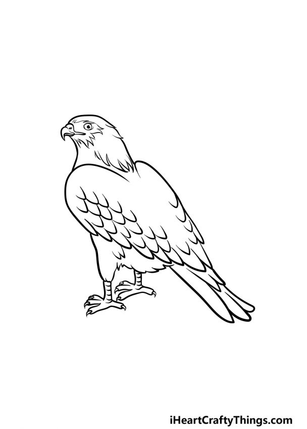 Hawk Drawing - How To Draw A Hawk Step By Step