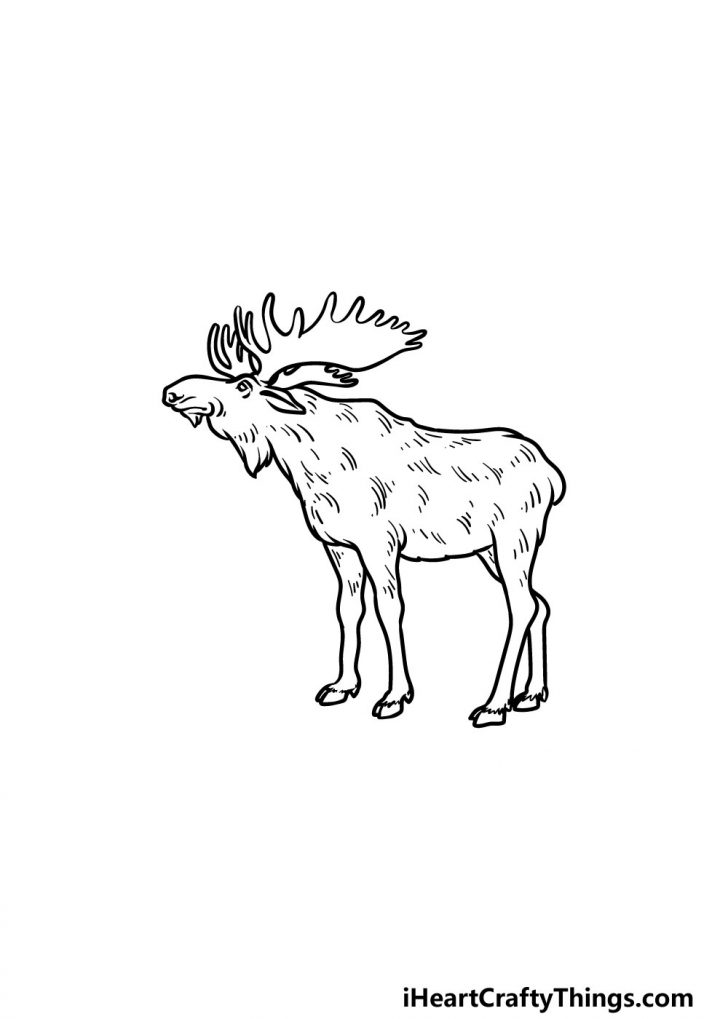 Moose Drawing - How To Draw A Moose Step By Step