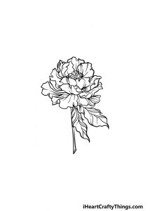 Peony Drawing - How To Draw A Peony Step By Step