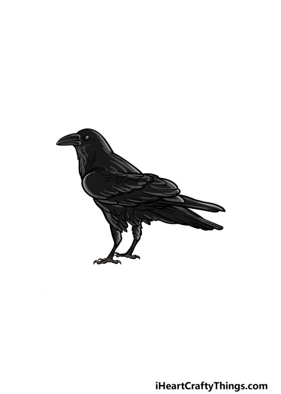 Crow Drawing - How To Draw A Crow Step By Step