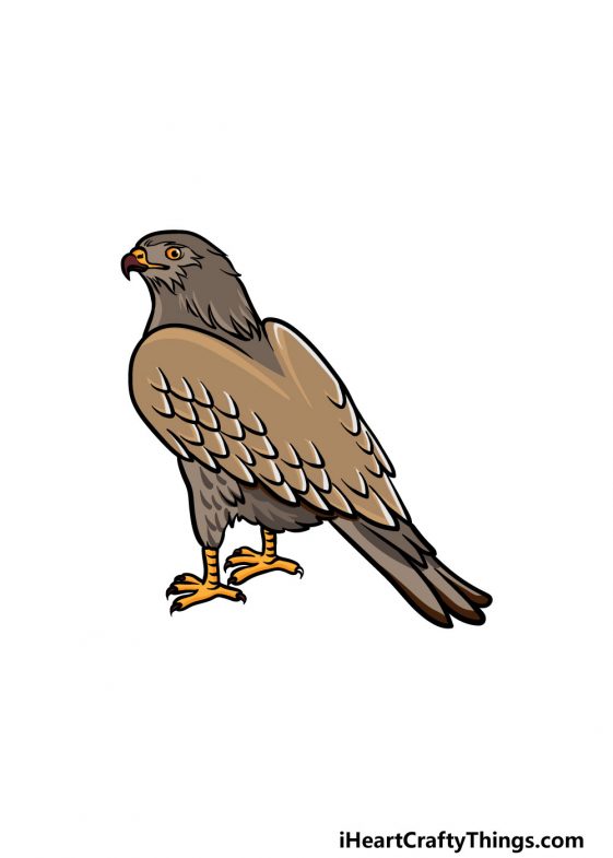 Hawk Drawing - How To Draw A Hawk Step By Step