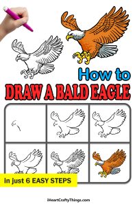 Bald Eagle Drawing - How To Draw A Bald Eagle Step By Step