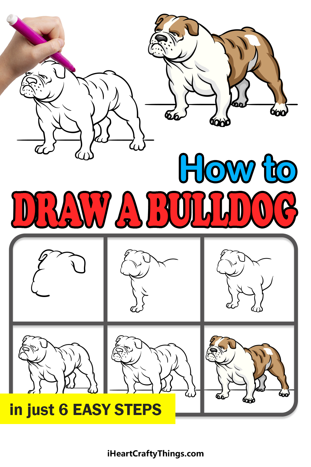 how to draw a bulldog in 6 easy steps