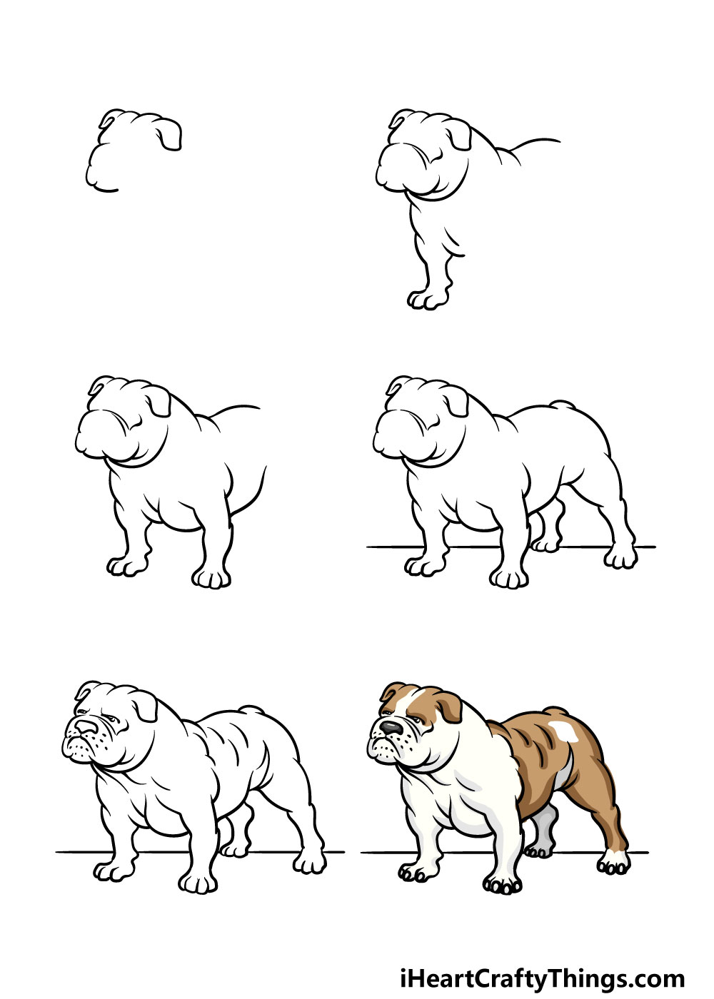 how to draw a bulldog in 6 steps