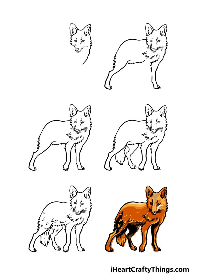 Coyote Drawing How To Draw A Coyote Step By Step