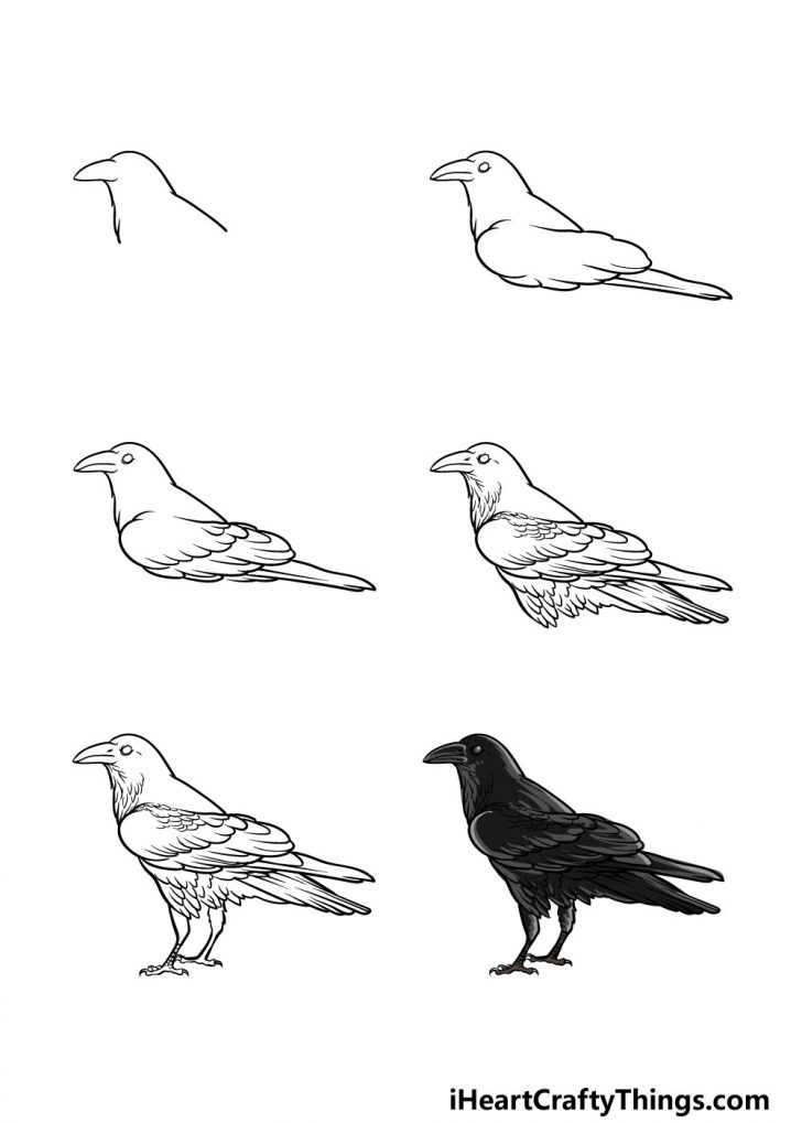 Crow Drawing - How To Draw A Crow Step By Step