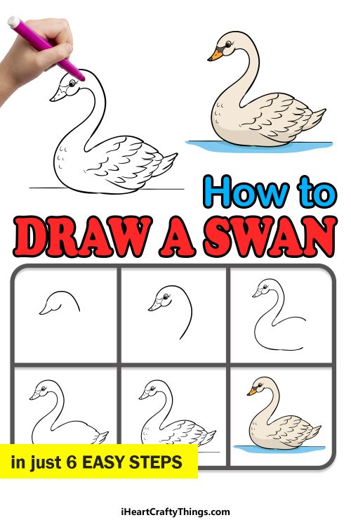 Swan Drawing - How To Draw A Swan Step By Step