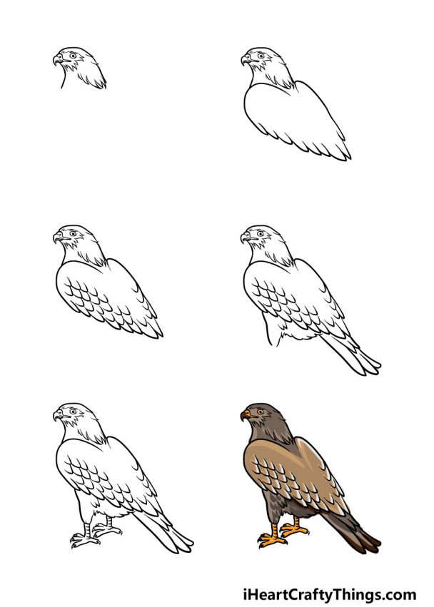 Hawk Drawing - How To Draw A Hawk Step By Step