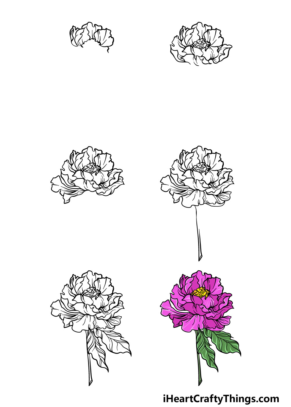 how to draw peony in 6 steps