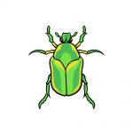 how to draw a bug image