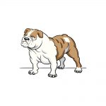 how to draw a bulldog image