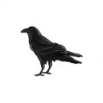 how to draw a crow image