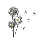 how to draw a dandelion image