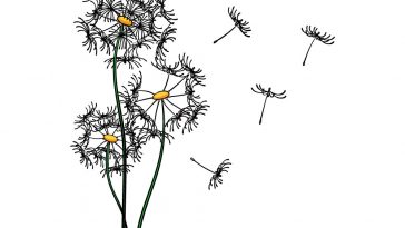 how to draw a dandelion image