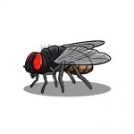 how to draw a fly image