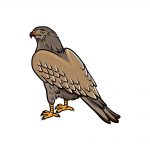 how to draw a hawk image