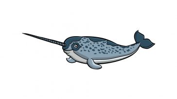 how to draw a narwhal image