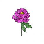 how to draw a peony image