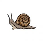 how to draw a snail image