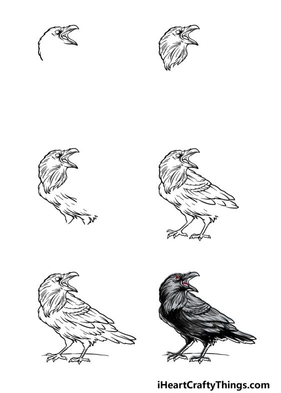 Raven Drawing How To Draw A Raven Step By Step 1482