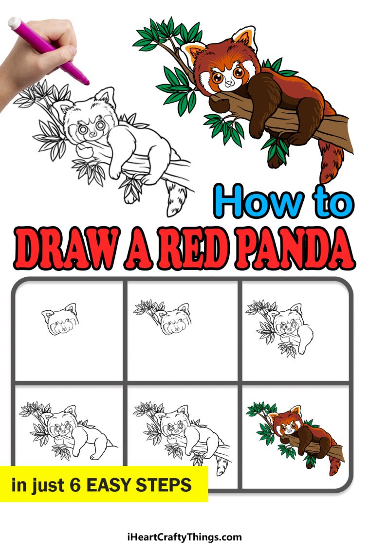 Red Panda Drawing - How To Draw A Red Panda Step By Step