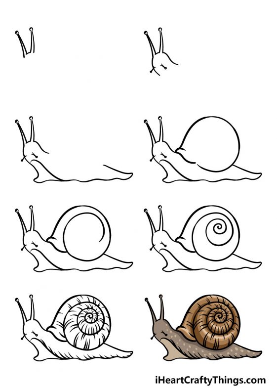 Snail Drawing - How To Draw A Snail Step By Step