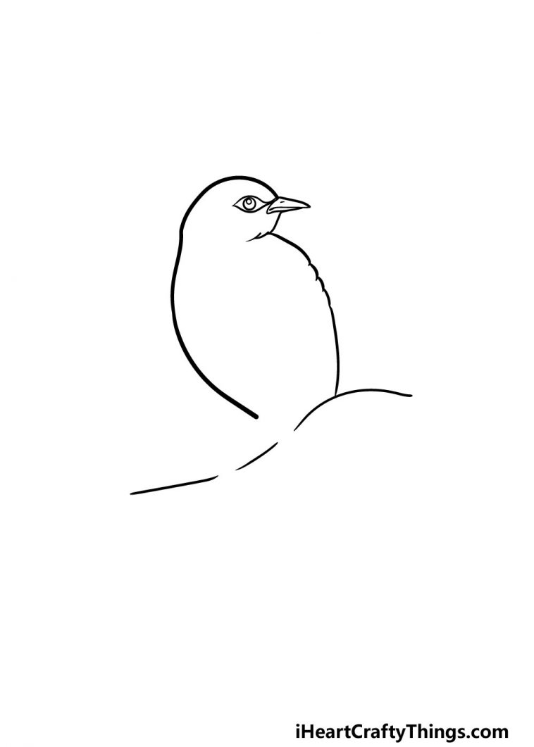 Robin Drawing - How To Draw A Robin Step By Step