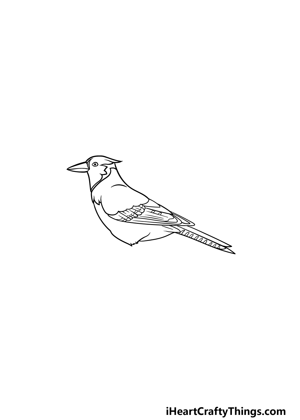 drawing a blue jay step 5