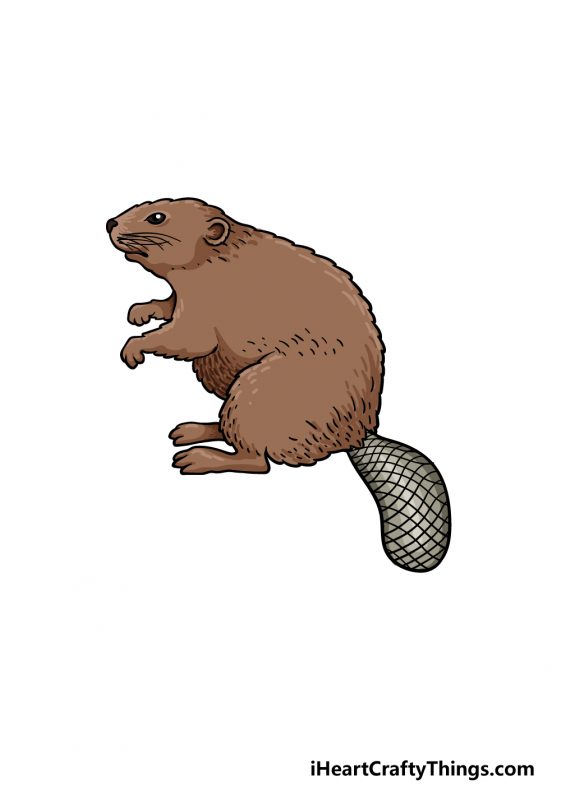 Beaver Drawing How To Draw A Beaver Step By Step