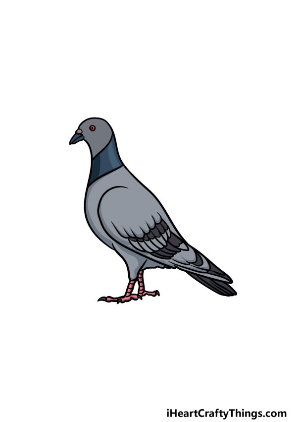 Pigeon Drawing - How To Draw A Pigeon Step By Step