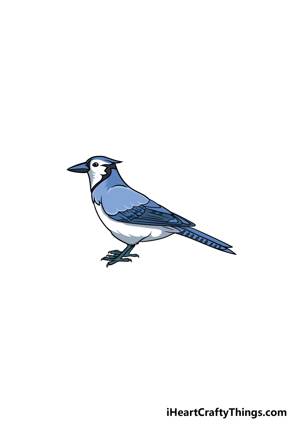 drawing a blue jay step 7