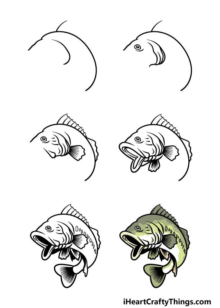 Bass Drawing How To Draw A Bass Step By Step