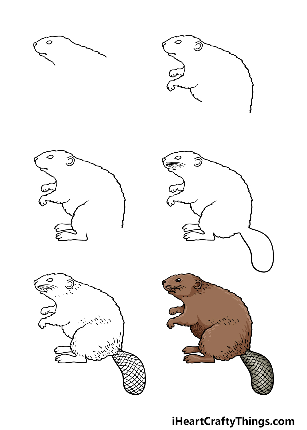 how to draw a beaver in 6 steps