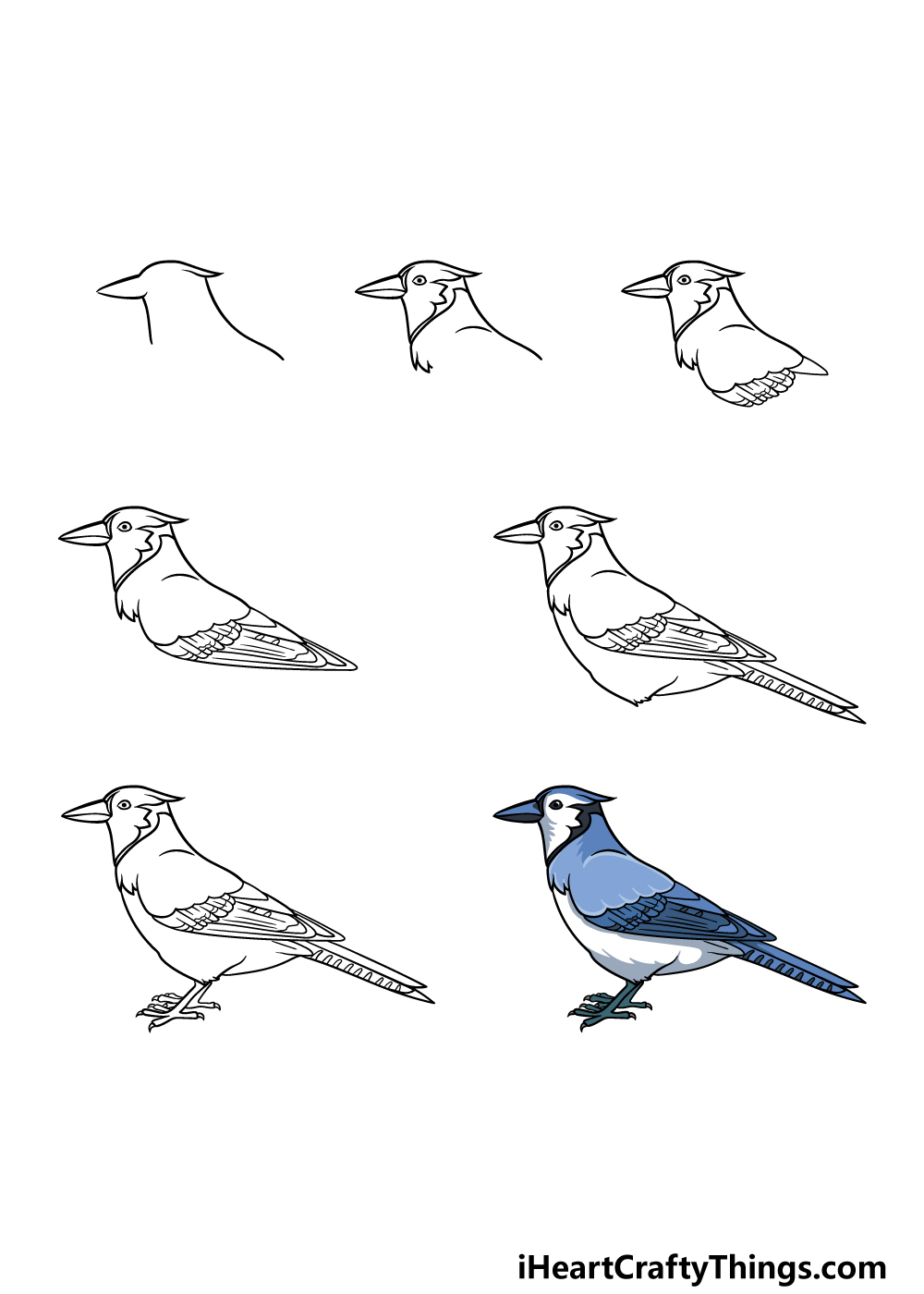 How to Draw a Blue Jay - Easy Drawing Tutorial For Kids