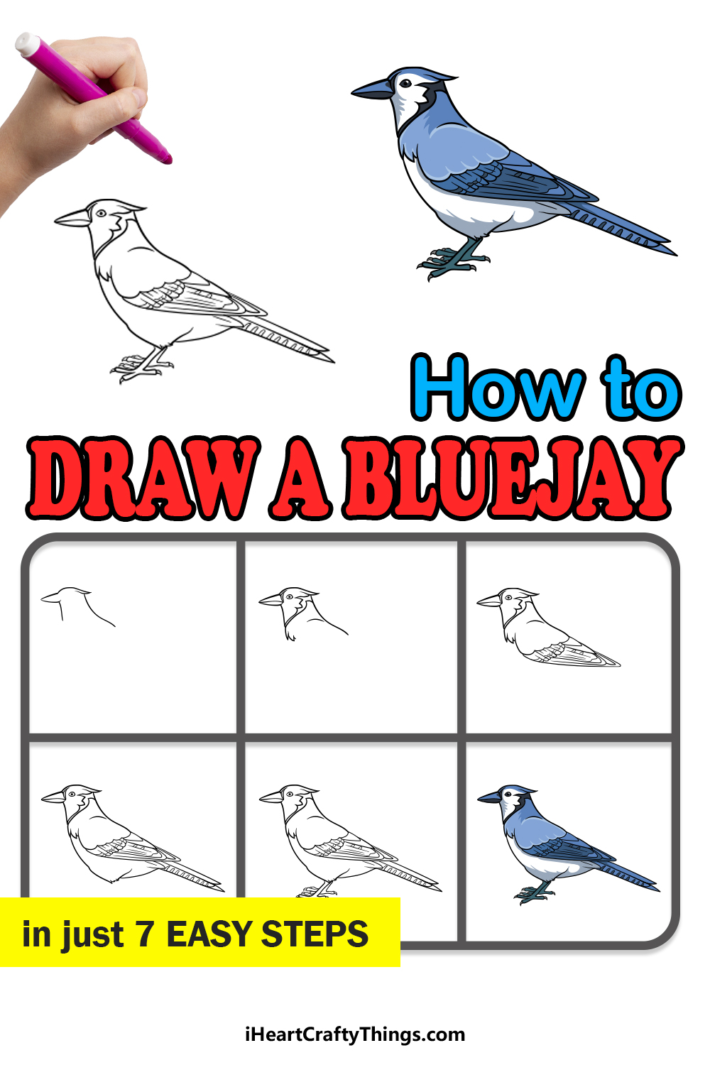 How to Draw a Blue Jay - Really Easy Drawing Tutorial