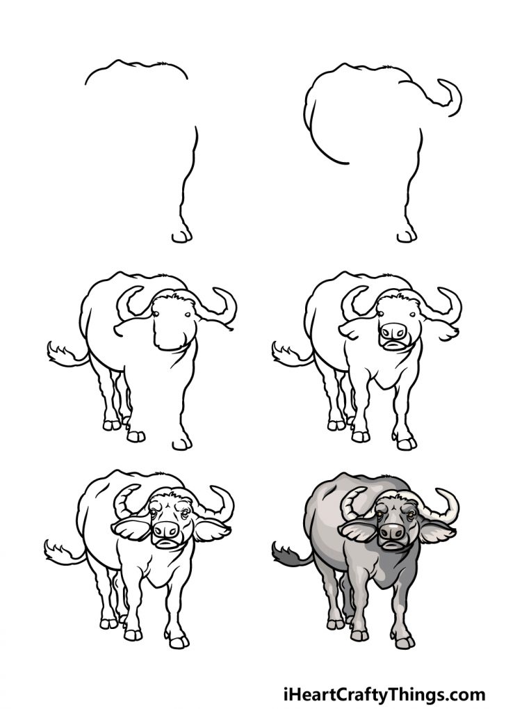 Buffalo Drawing How To Draw A Buffalo Step By Step