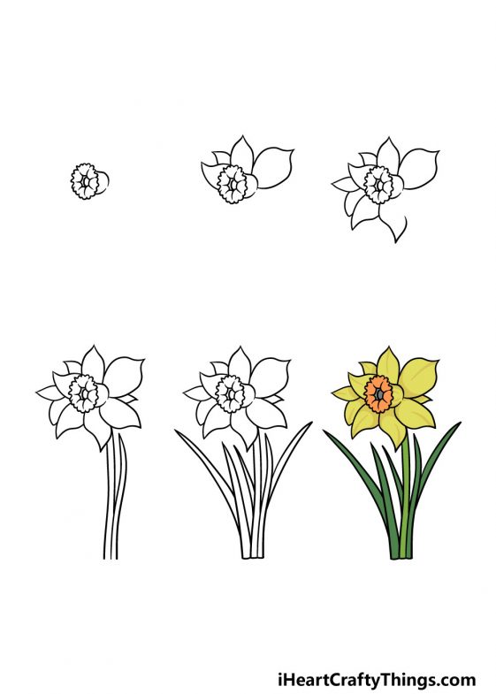 Daffodil Drawing How To Draw A Daffodil Step By Step