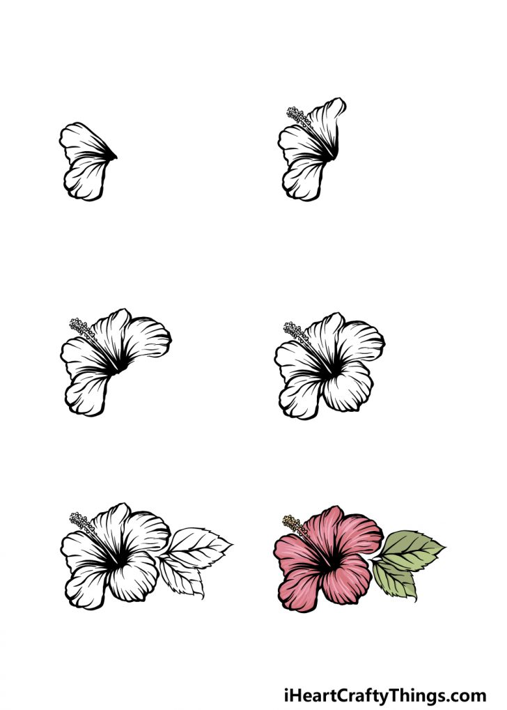 Hibiscus Drawing How To Draw A Hibiscus Step By Step 1654