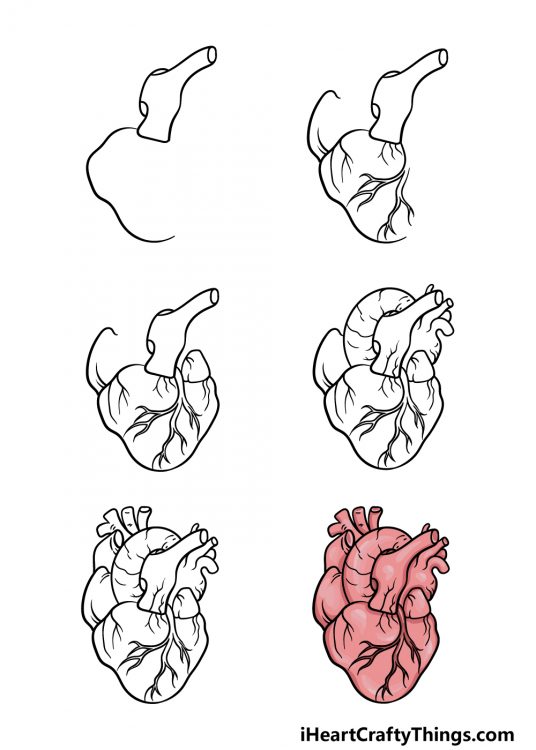Human Heart Drawing How To Draw A Human Heart Step By Step
