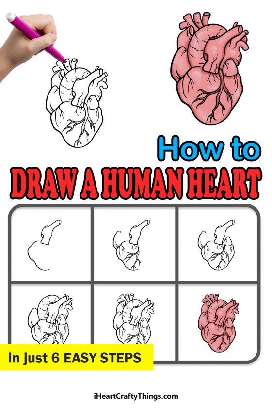 Human Heart Drawing - How To Draw A Human Heart Step By Step