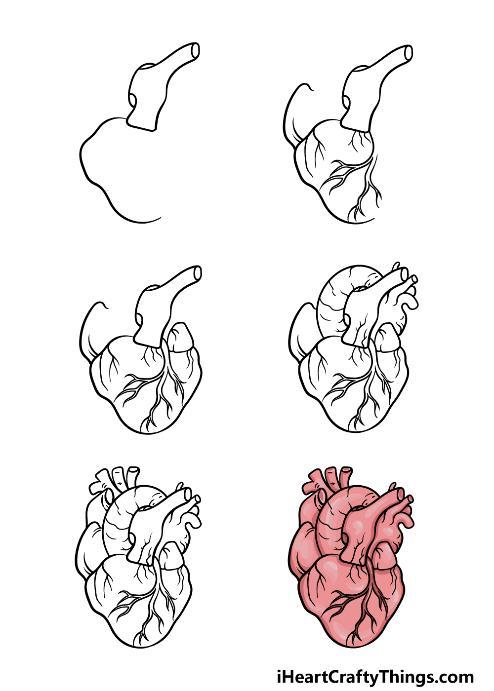 how to draw a human heart in 6 steps