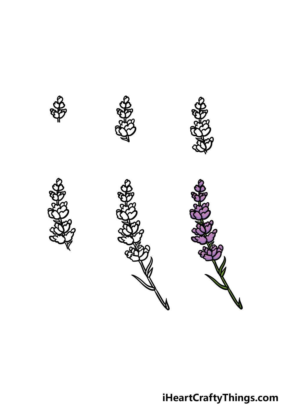 Lavender Drawing  How To Draw Lavender Step By Step