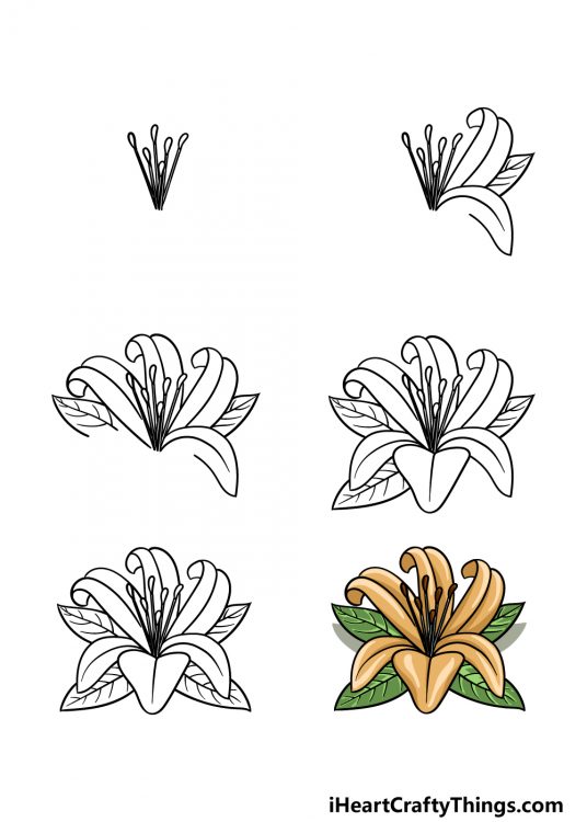 Lily Flower Drawing How To Draw A Lily Flower Step By Step