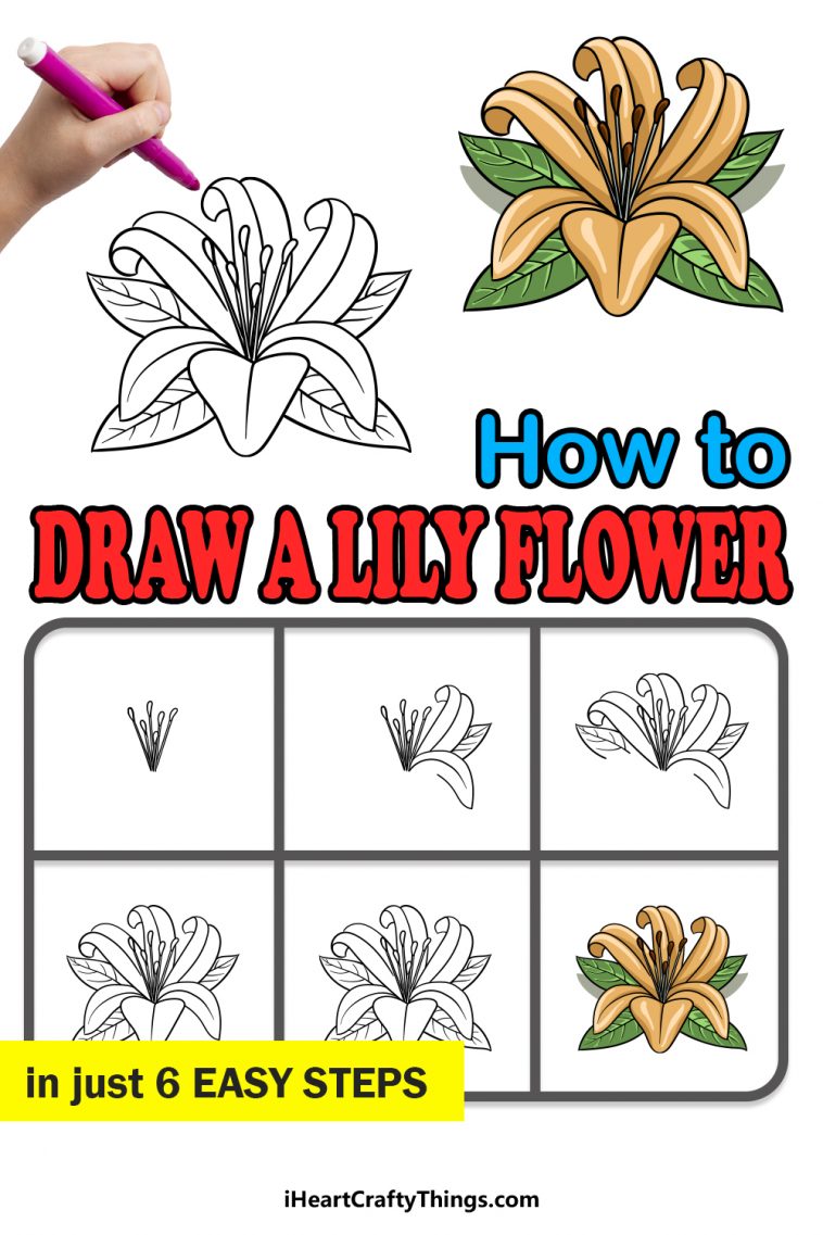 Lily Flower Drawing - How To Draw A Lily Flower Step By Step